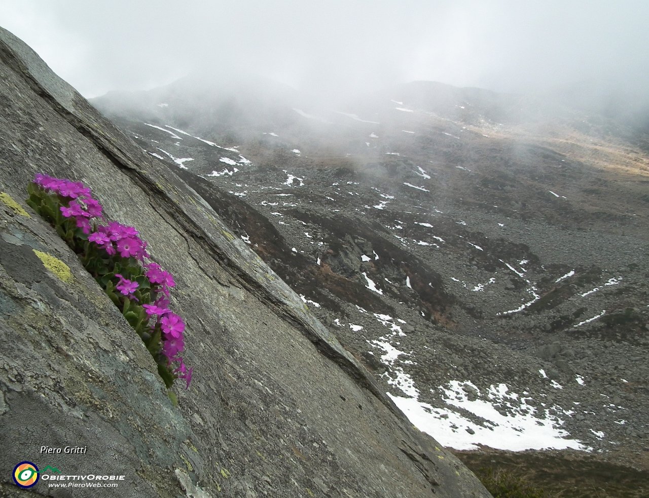 70 Primula glaucesens su roccia....JPG